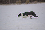 Border Collie in snow