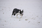 Border Collie in snow