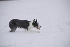 Border Collie in snow