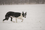 Border Collie in snow