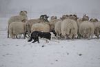 Border Collie in snow