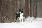 Border Collie in snow