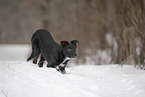 Border Collie in snow