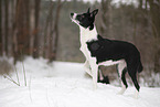 Border Collie in snow