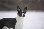 Border Collie in snow