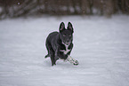 Border Collie in snow