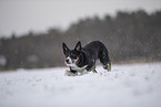 Border Collie in snow