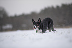 Border Collie in snow