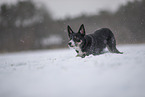 Border Collie in snow