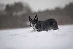 Border Collie in snow