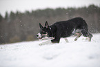 Border Collie in snow