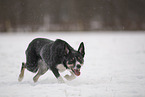 Border Collie in snow