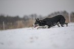 Border Collie in snow