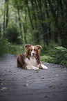male Border Collie