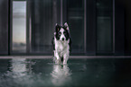 male Border Collie