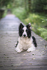 male Border Collie