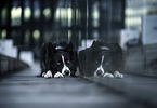 male Border Collie