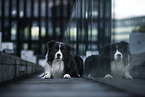 male Border Collie