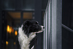 male Border Collie
