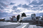 male Border Collie
