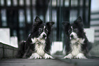 male Border Collie