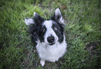 male Border Collie