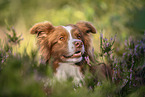 male Border Collie