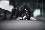 male Border Collie