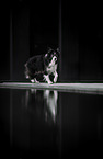 male Border Collie