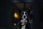 male Border Collie