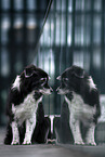 female Border Collie