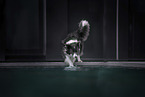 female Border Collie