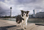 female Border Collie