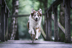 female Border Collie