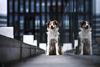 female Border Collie