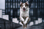 female Border Collie