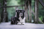 female Border Collie