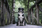 female Border Collie