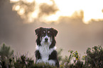 female Border Collie