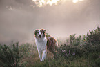female Border Collie