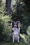 female Border Collie