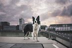 female Border Collie