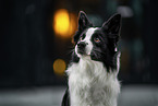 female Border Collie
