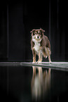 female Border Collie
