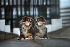 female Border Collie