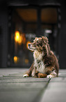 female Border Collie
