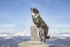 male Border Collie