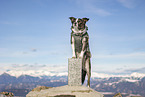 male Border Collie
