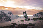 male Border Collie