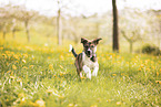 Border Collie Puppy